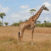  The Serengeti, TZ